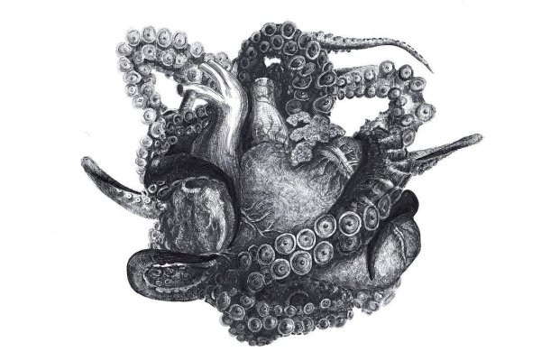 Kraken 5 at