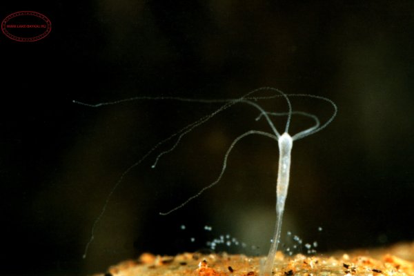 Кракен онион рабочая ссылка