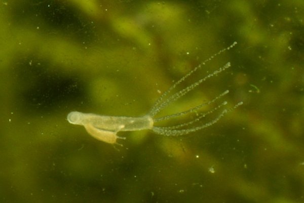 Кракен бошки